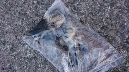 結局いつものやつら